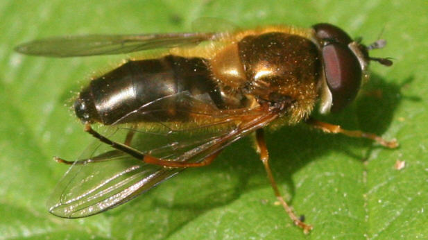 Epistrophe eligans