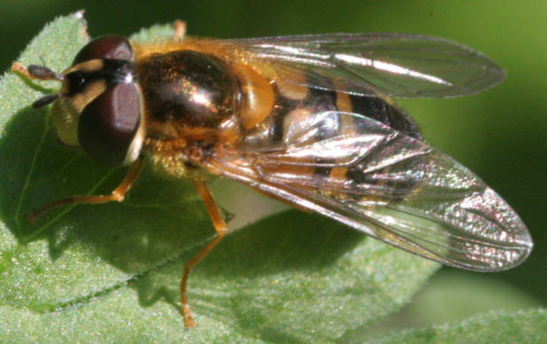 Epistrophe eligans