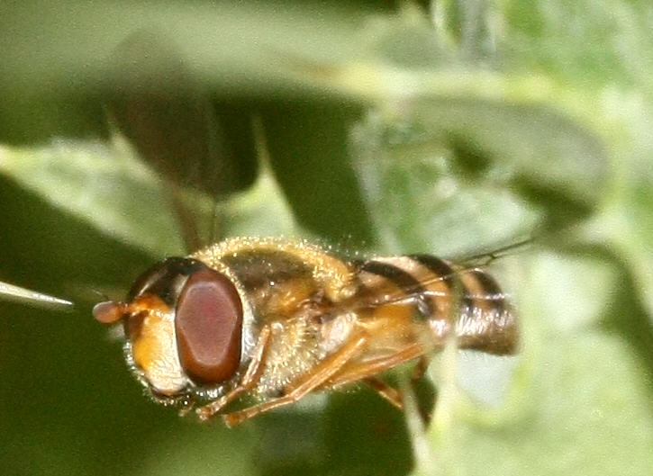 Epistrophe nitidicollis