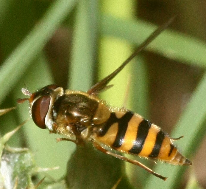 Epistrophe nitidicollis