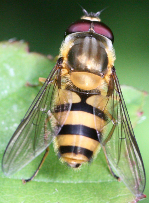 Epistrophe grossulariae