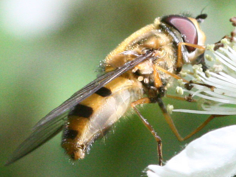 Epistrophe grossulariae