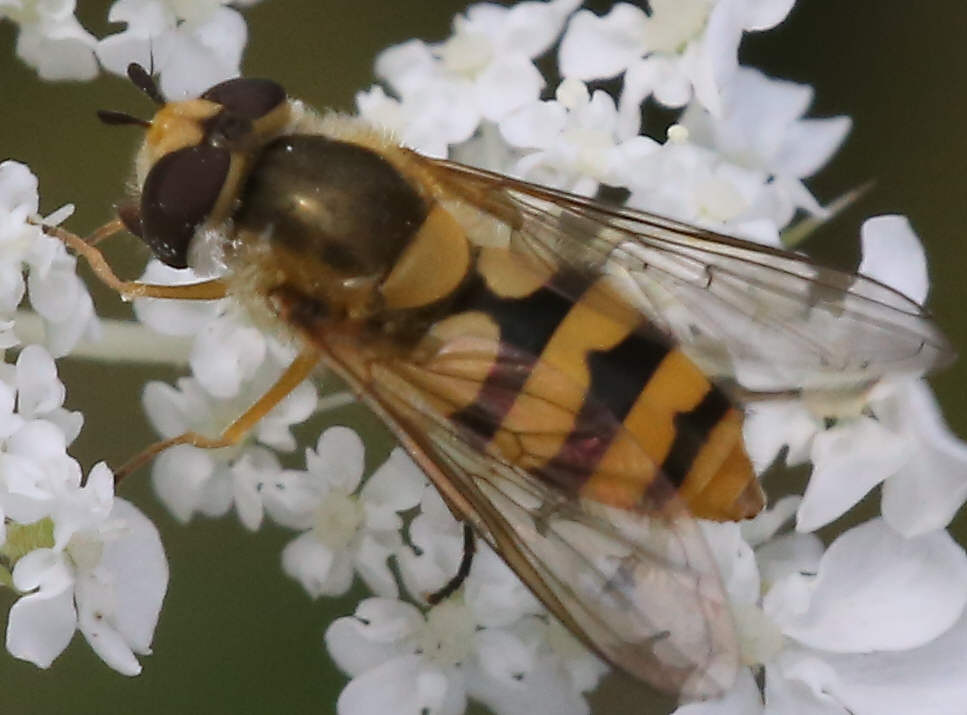 Epistrophe diaphana