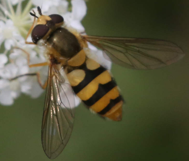 Epistrophe diaphana