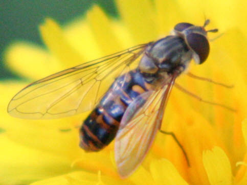 Episyrphus balteatus