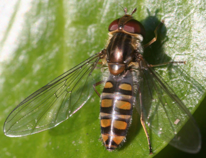 Episyrphus balteatus