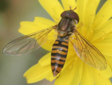 Episyrphus balteatus