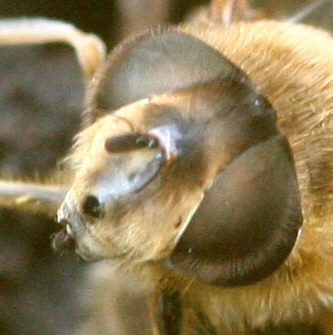 Eristalis pertinax