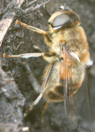 Eristalis pertinax