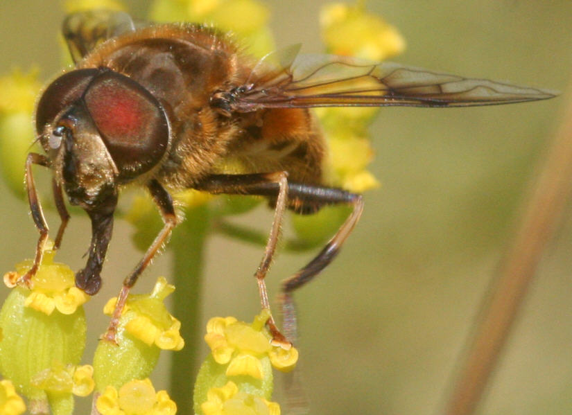 Eristalis pertinax