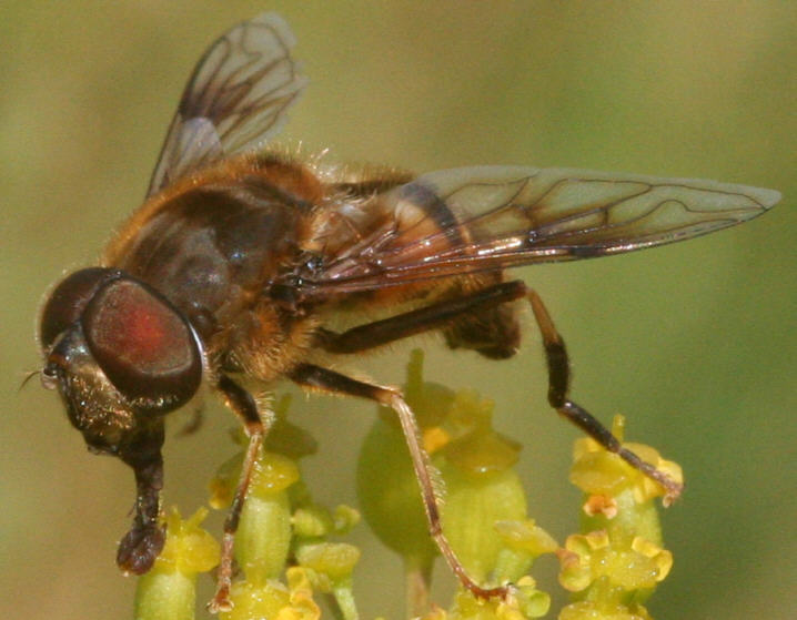 Eristalis pertinax