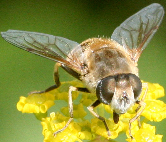 Eristalis arbustorum
