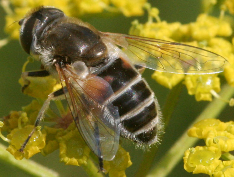 Eristalis arbustorum