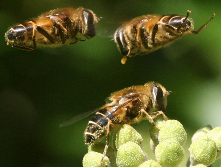 Eristalis nemorum
