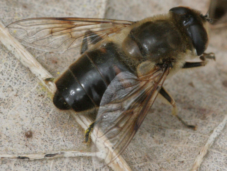 Eristalis tenax