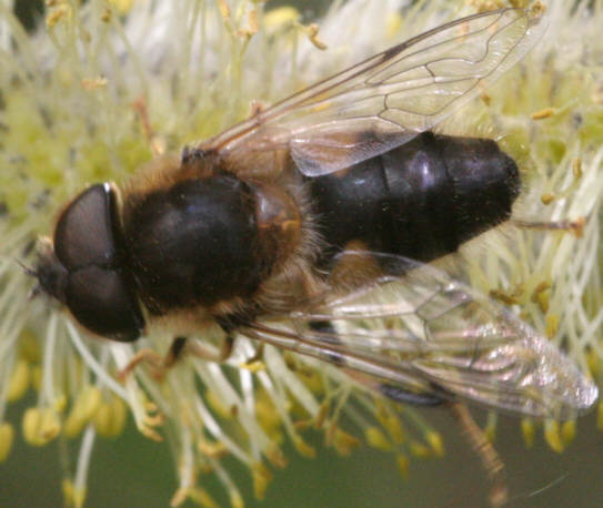 Eristalis pertinax