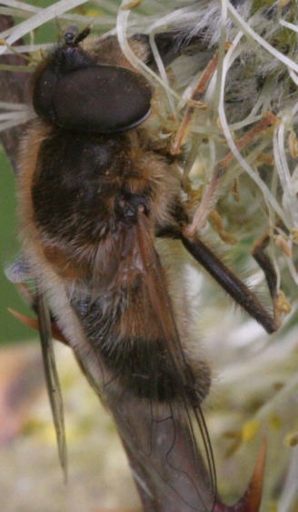 Eristalis pertinax