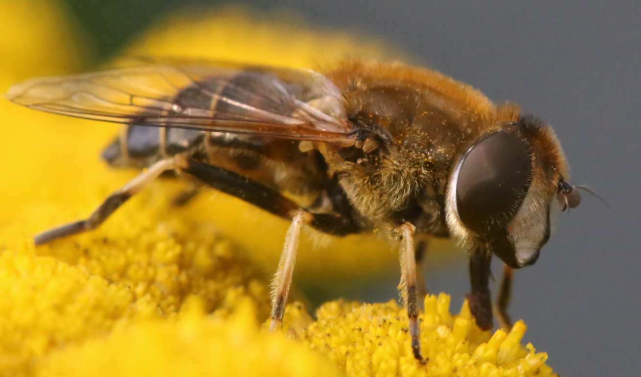 Eristalis nemorum