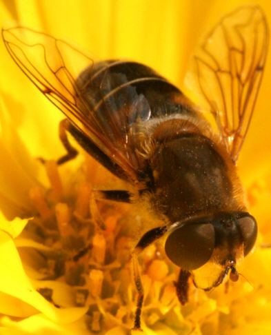 Eristalis nemorum