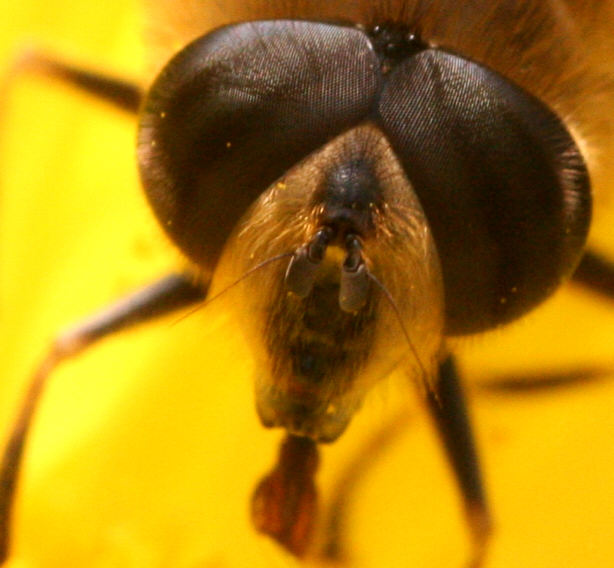 Eristalis tenax
