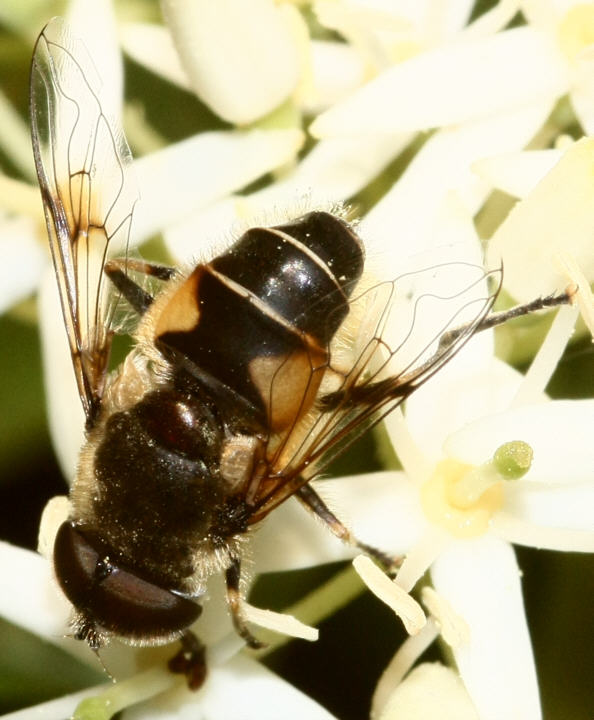 Eristalis horticola