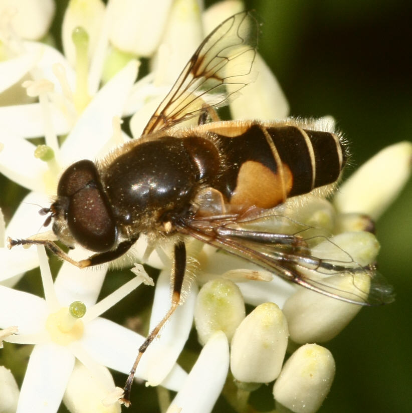 Eristalis horticola