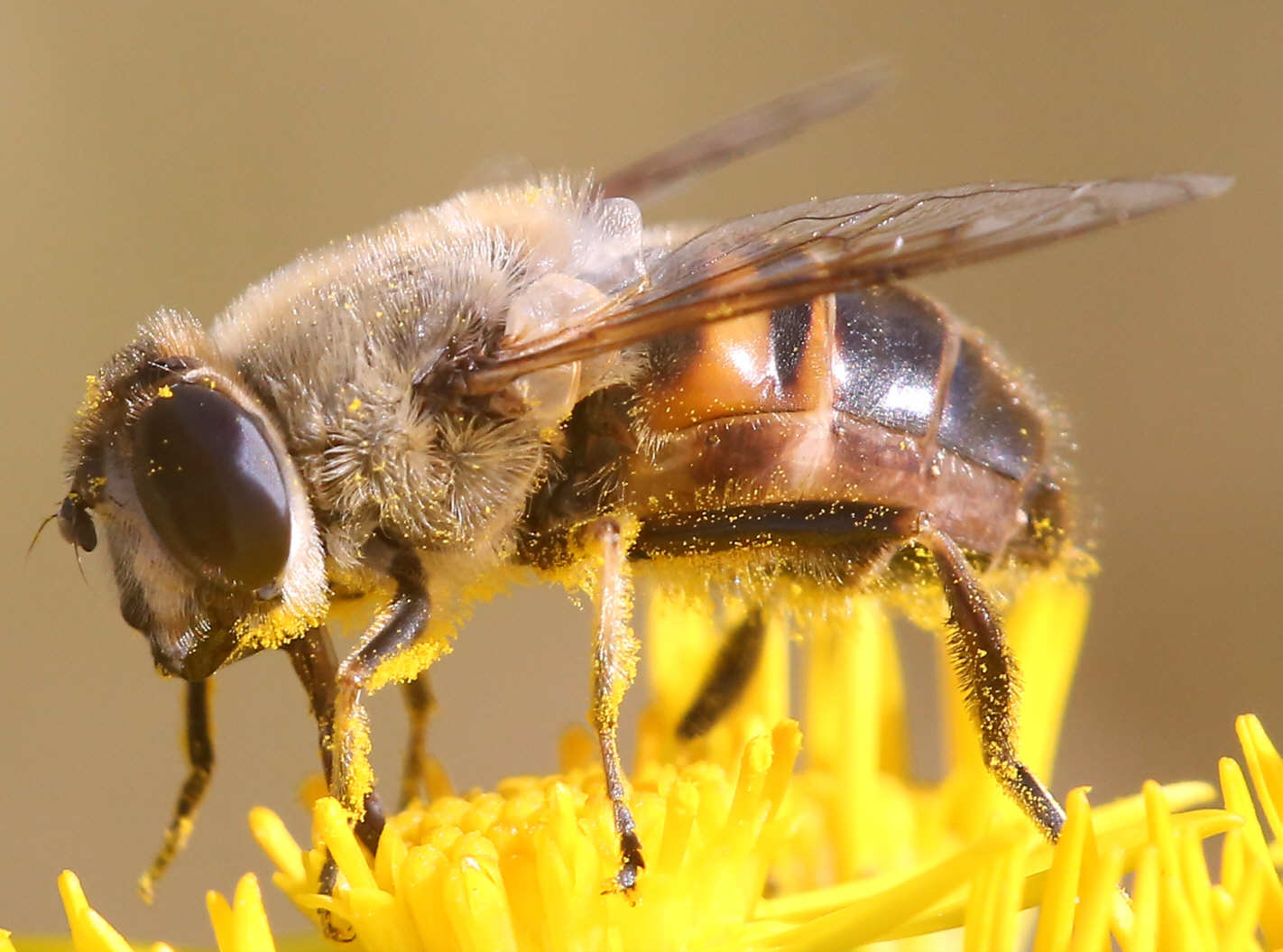 Eristalis tenax