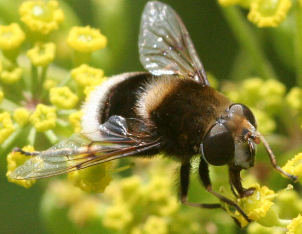Eristalis intricarius