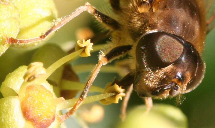 Eristalis pertinax