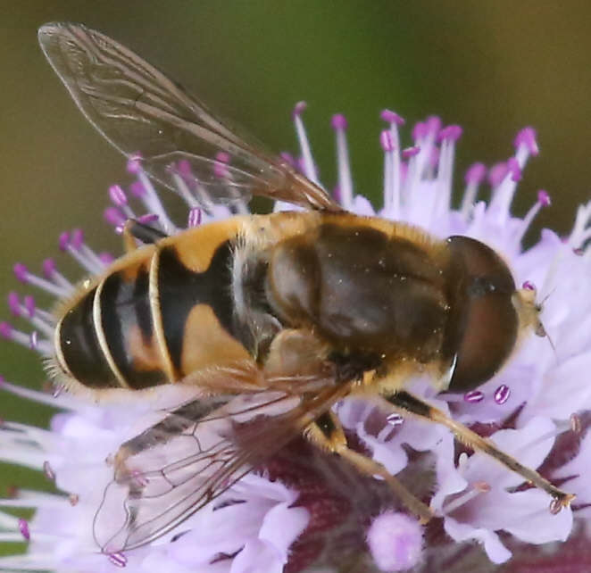 Eristalis nemorum