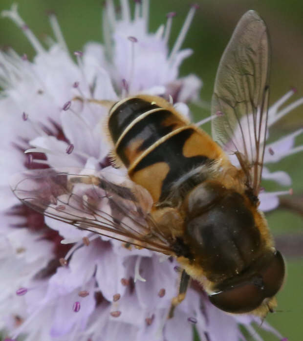 Eristalis nemorum