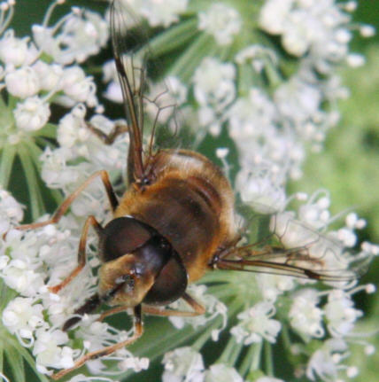 Eristalis pertinax