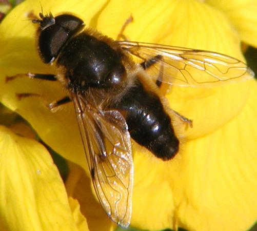 Eristalis pertinax