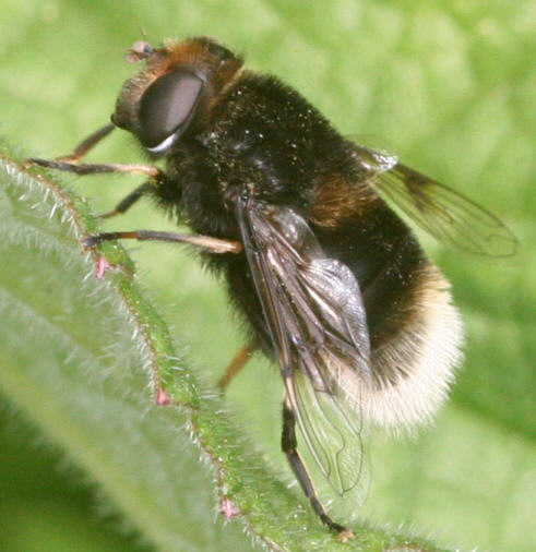 Eristalis intricarius