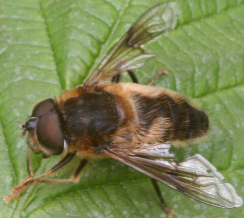 Eristalis pertinax