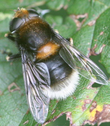Eristalis intricarius
