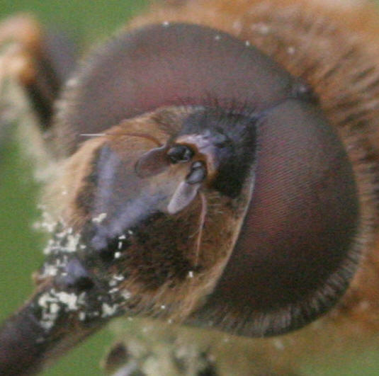 Eristalis pertinax