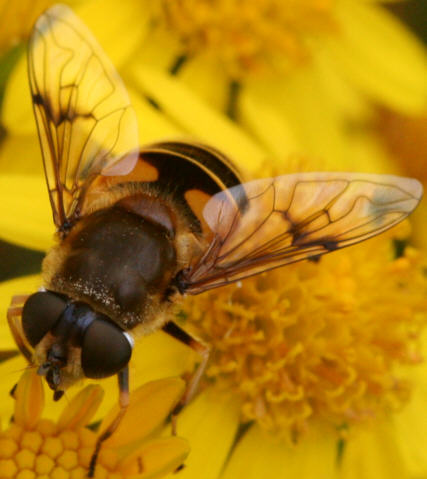 Eristalis horticola