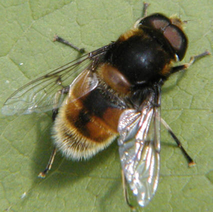 Eristalis intricarius