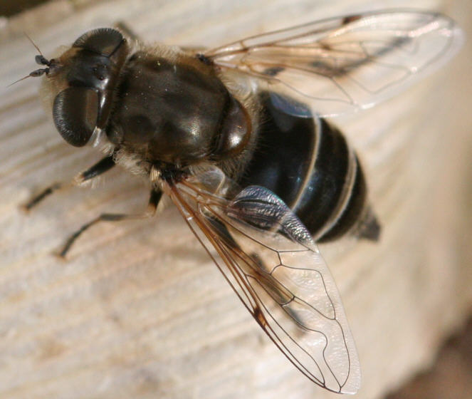 Eristalis arbustorum