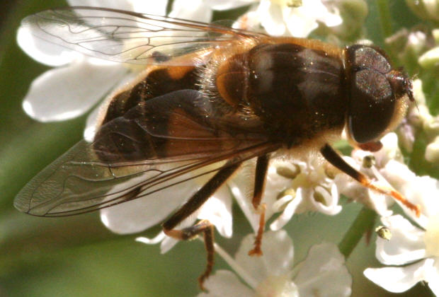 Eristalis pertinax
