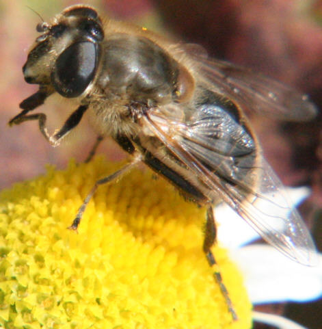 Eristalis tenax