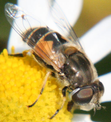 Eristalis arbustorum