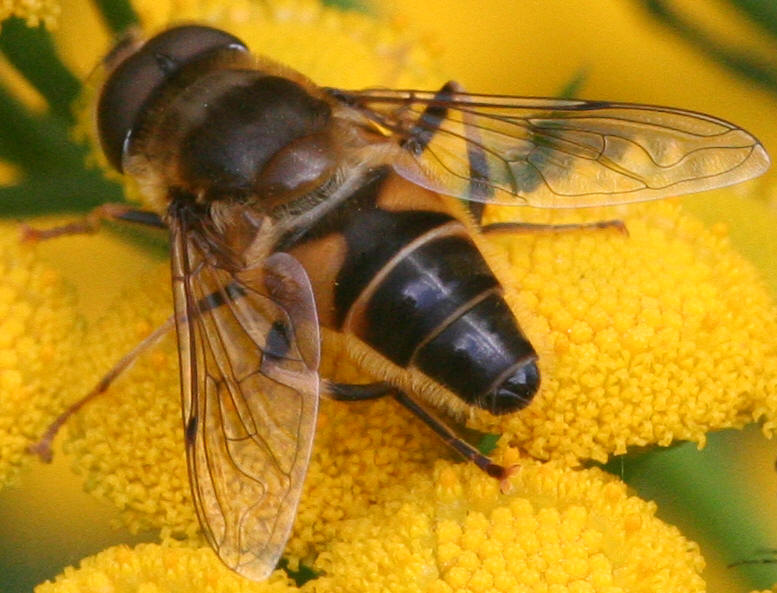 Eristalis pertinax