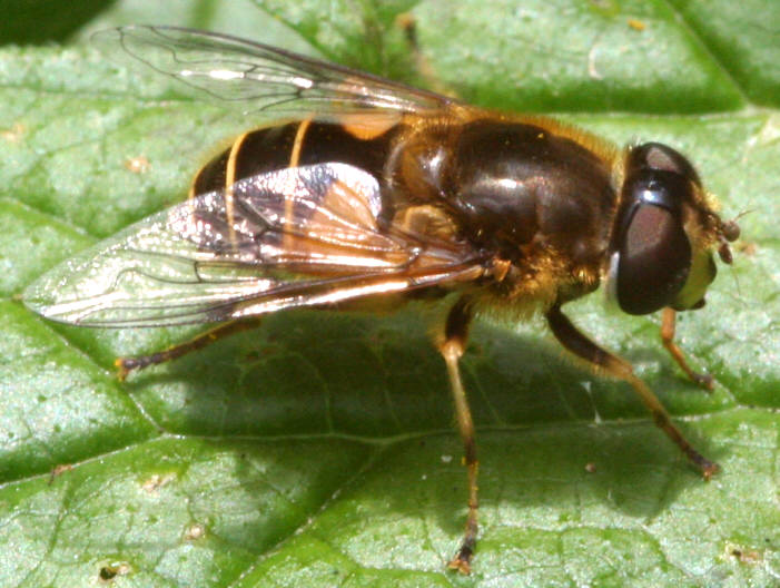 Eristalis horticola