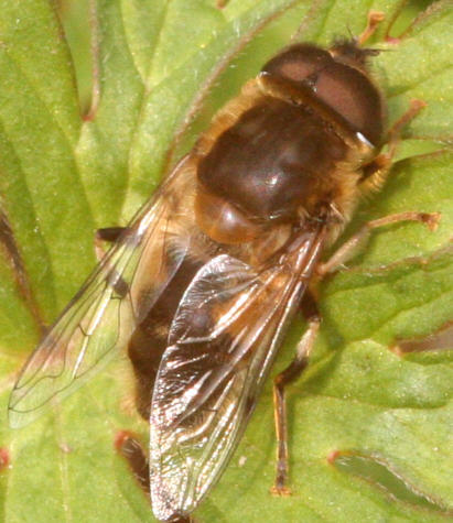 Eristalis pertinax