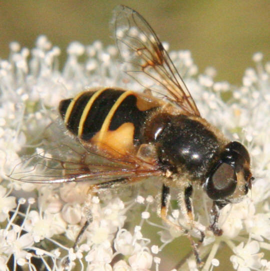 Eristalis horticola