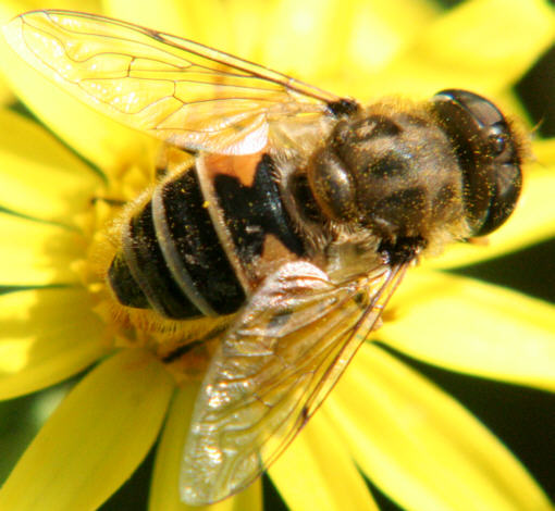 Eristalis arbustorum