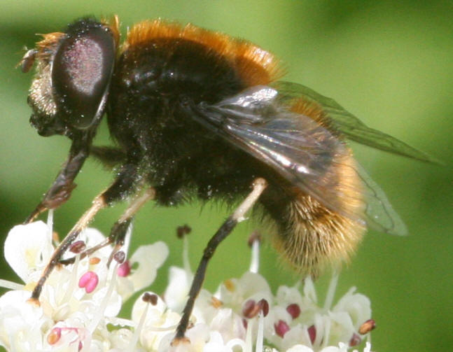 Eristalis intricarius