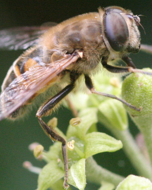 Eristalis tenax